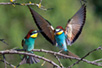 Пчеларице (Merops apiaster), Говеђи брод, Земун (Фото: Јосип Шарић)